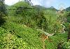 Tea plantation